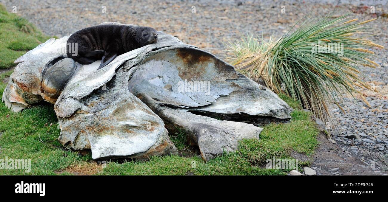 The ancient remains of whales lie on the beach among the ruins of the whaling station. A young Antarctic fur seal (Arctocephalus gazella) takes advant Stock Photo