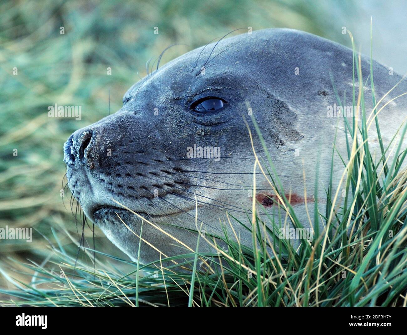 A seal rests among tussac grass (Poa flabellata) growing on a rocky hillside. Ocean Harbour,  South Georgia. Stock Photo