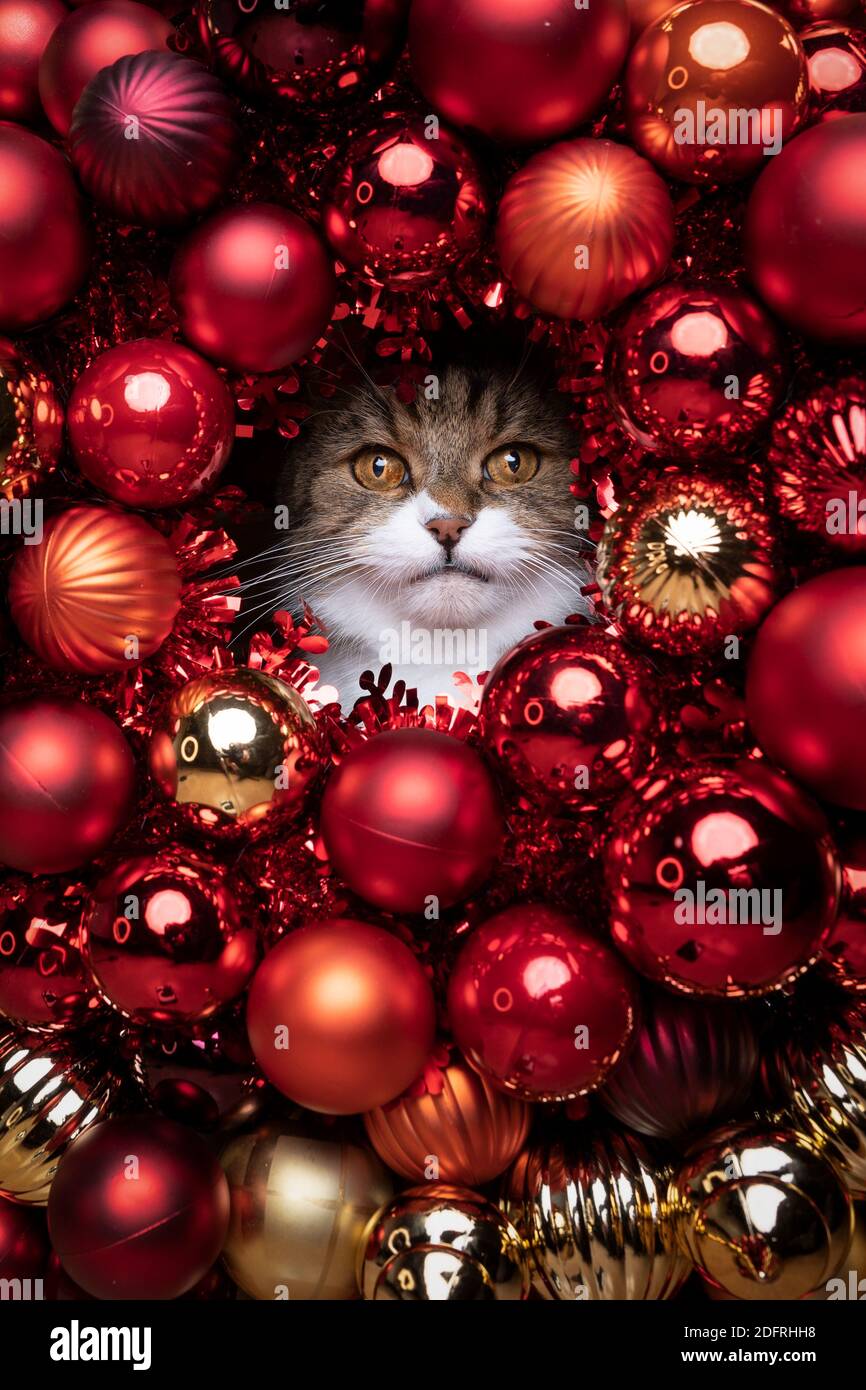 curious tabby white british shorthair cat looking through a hole amid red golden christmas baubles with copy space Stock Photo
