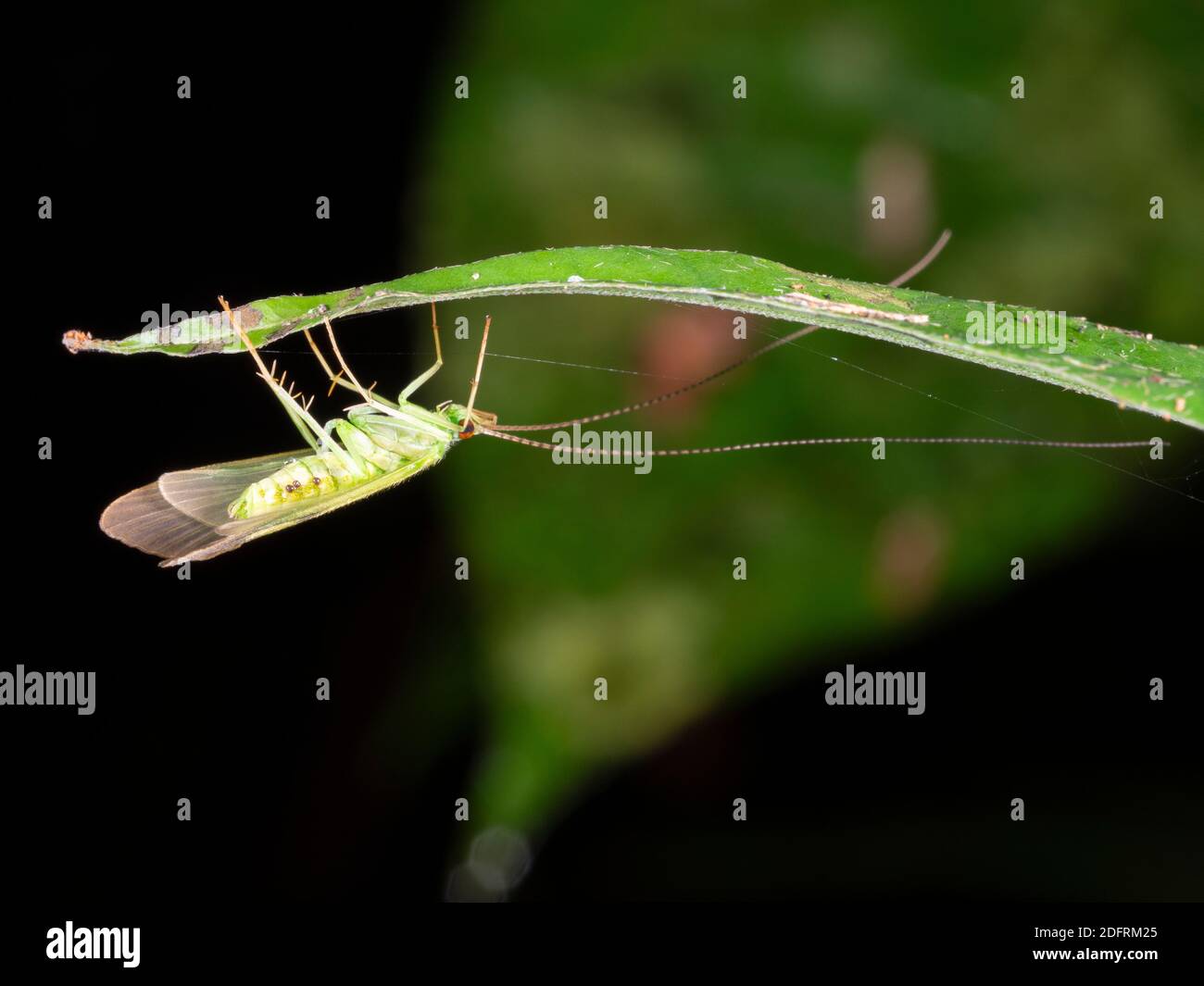 Caddis Fly (order Trichoptera) on a tree trink in the rainforest near