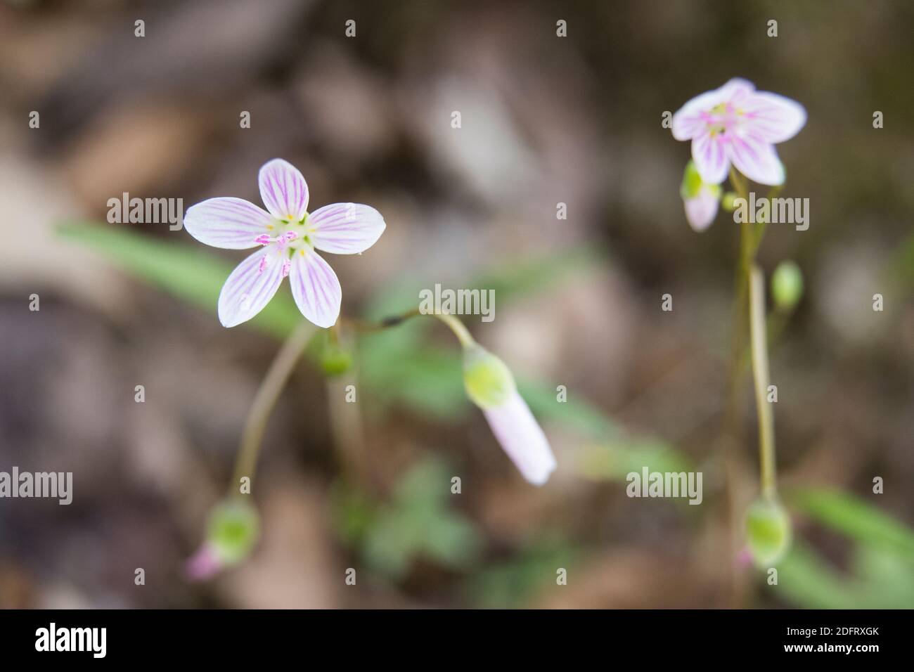 Spring Beauty, Claytonia virginica blooming on the forest floor. Stock Photo