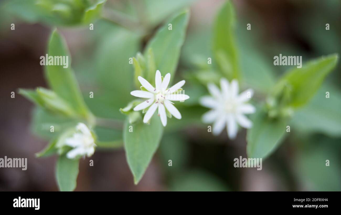 Star chickweed, Stellaria pubera, native to the eastern United States, blooms on the forest floor. Stock Photo