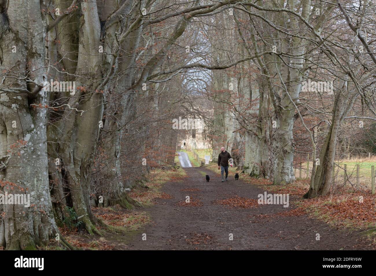 Footpath through beech trees hi-res stock photography and images - Alamy
