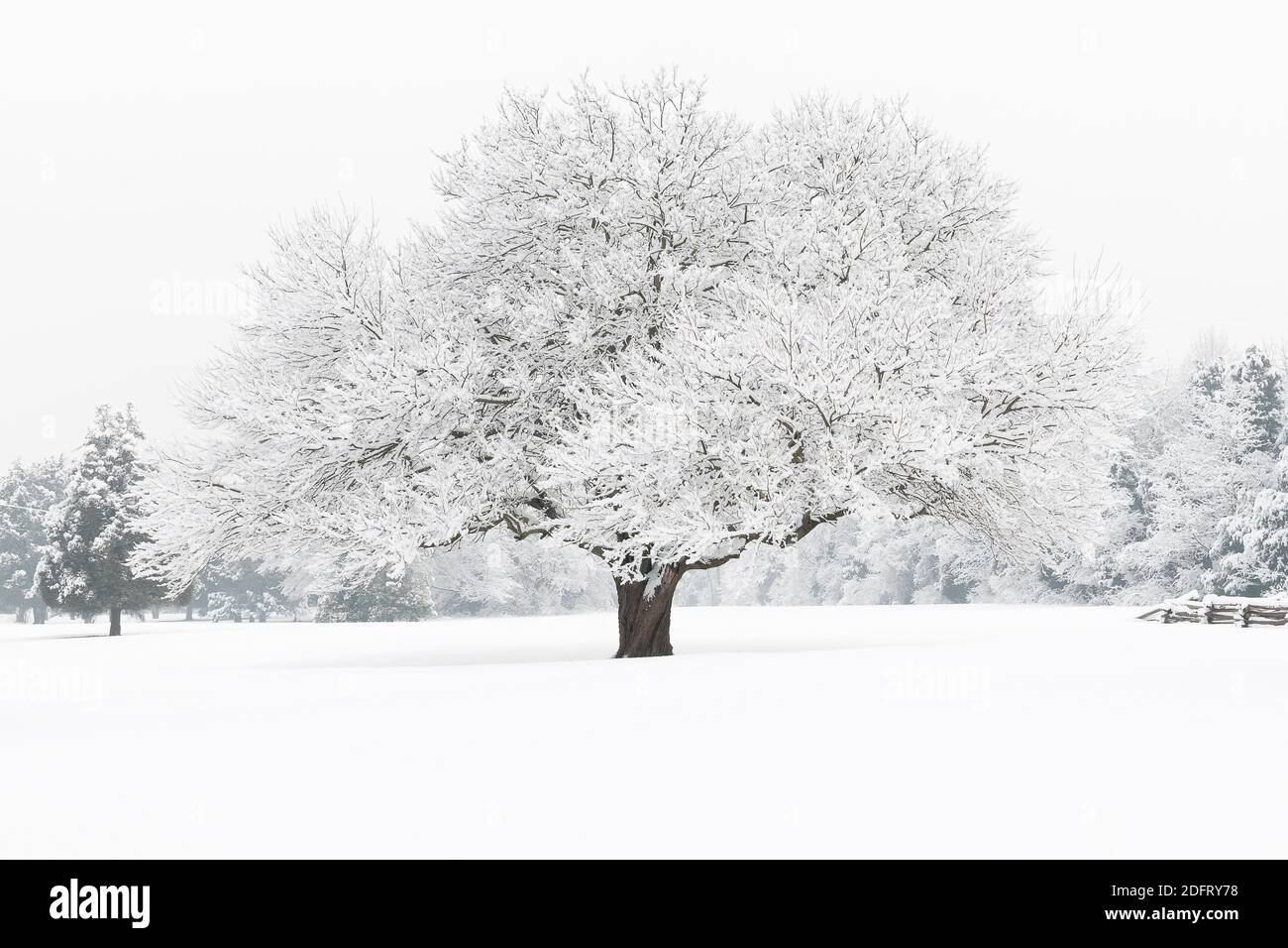 Snow blankets a tree in winter. Stock Photo