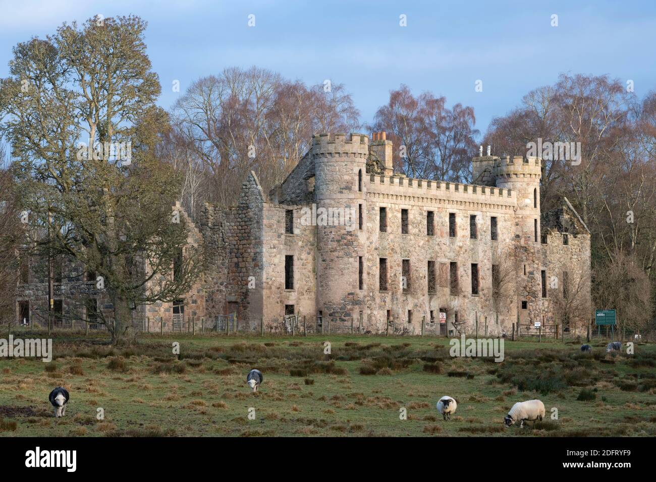 A Pastoral Landscape in which a Flock of Sheep Graze in Front of the Ruins of the Medieval Bishop's Palace at Fetternear near Kemnay in Scotland Stock Photo