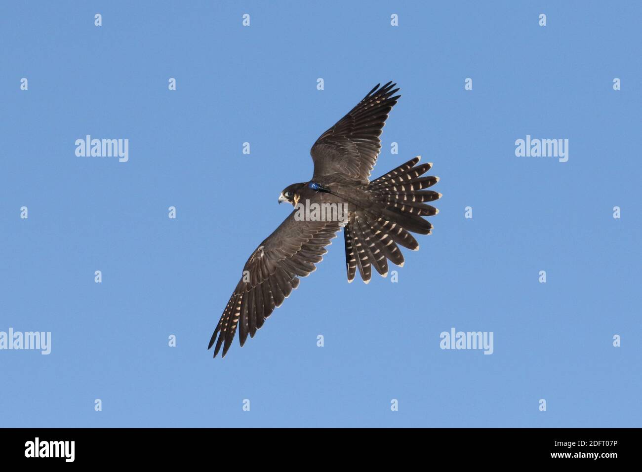 Peregrine falcon in flight or perched on branch Stock Photo
