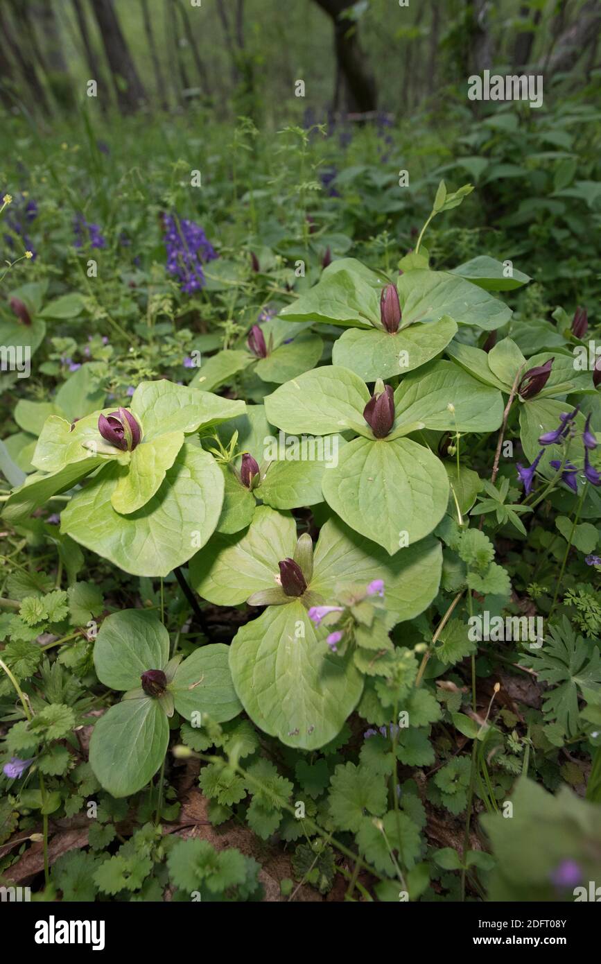 Little sweet Betsy or Trillium cuneatum, in bloom on the forest floor. Stock Photo