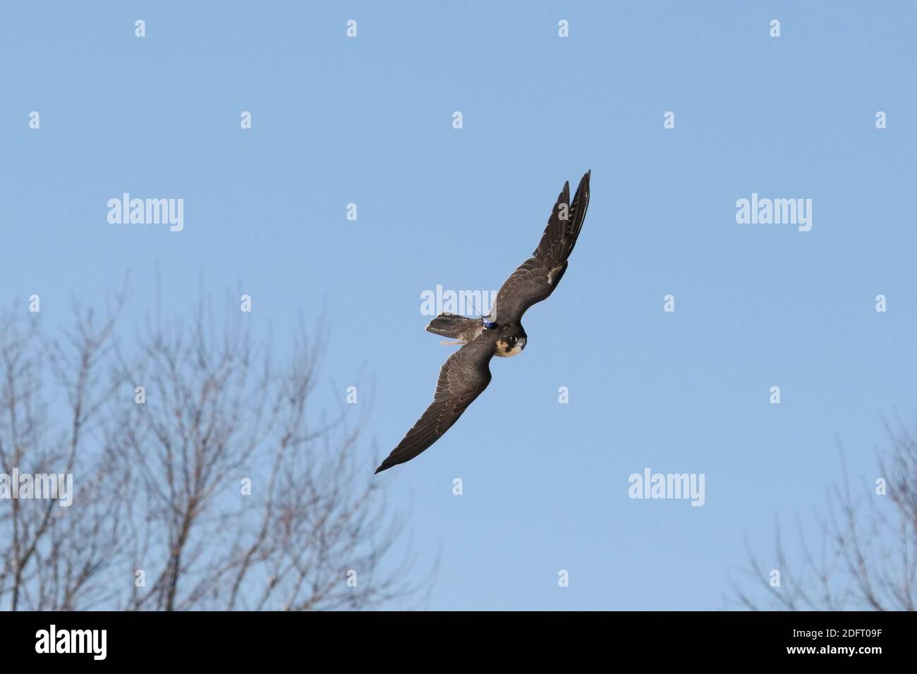 Peregrine falcon in flight or perched on branch Stock Photo