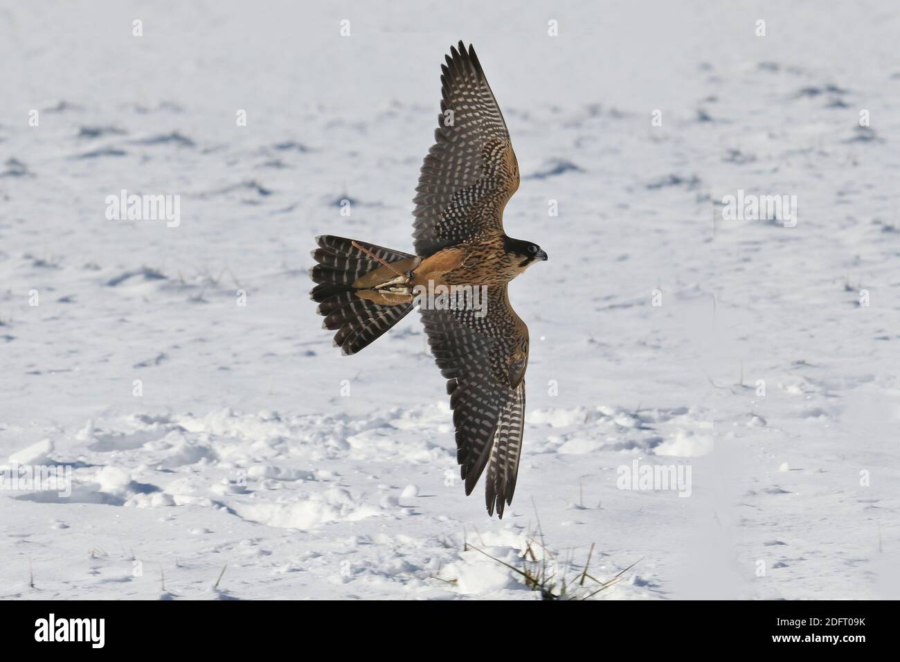 Peregrine falcon in flight or perched on branch Stock Photo