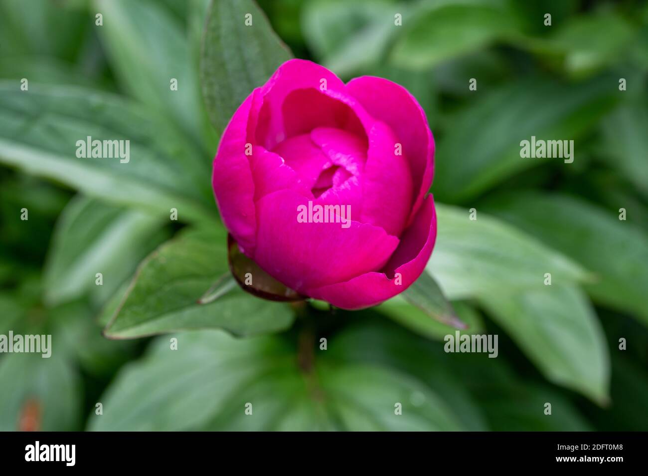 Blossom of pink peony flowers close up Stock Photo