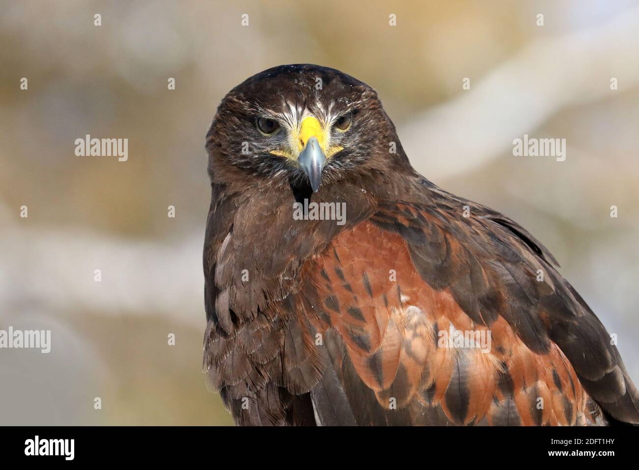 Harris Hawk trained in falconry Stock Photo Alamy