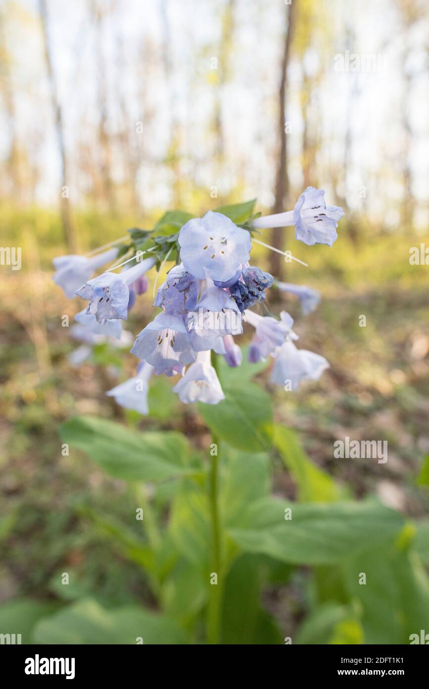 Virginia bluebells bloom on the forest floor of Banshee Reeks Nature Preserve. Stock Photo