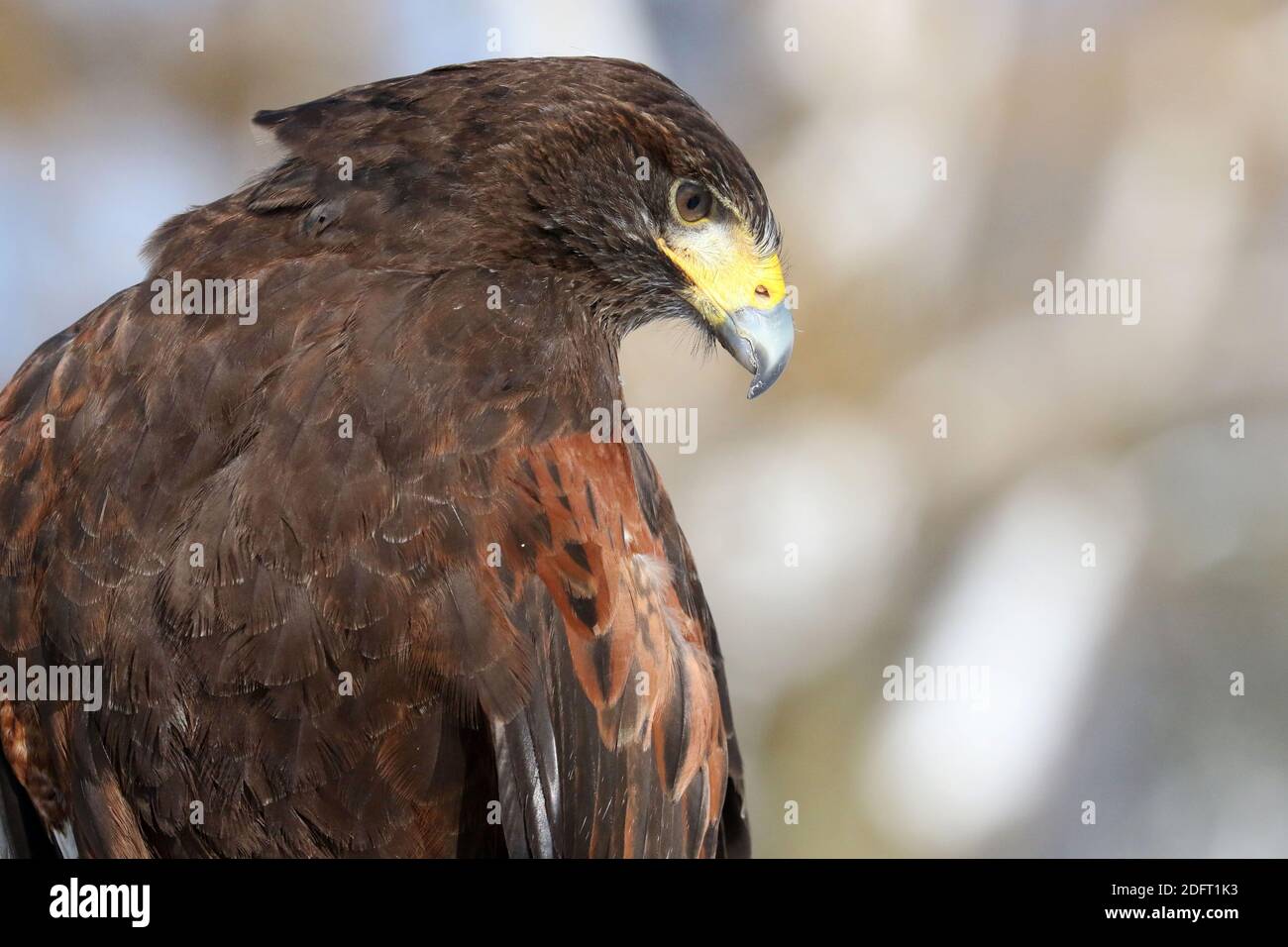 Harris Hawk trained in falconry Stock Photo