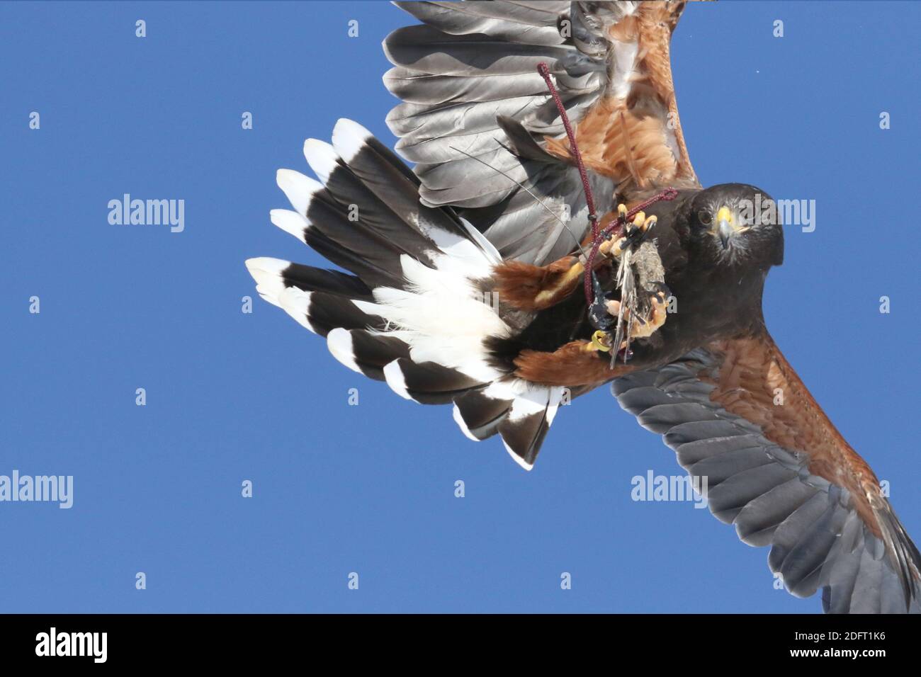 Harris Hawk trained in falconry Stock Photo