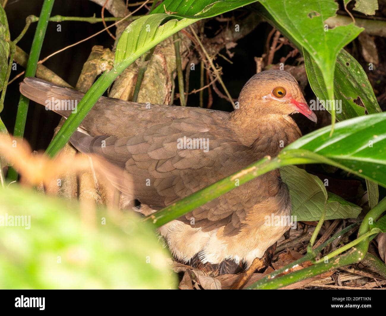 Ruddy Quail Dove (Geotrygon montana) brooding a chick on a rainforest shrub near Puerto Quito in western Ecuador. Stock Photo