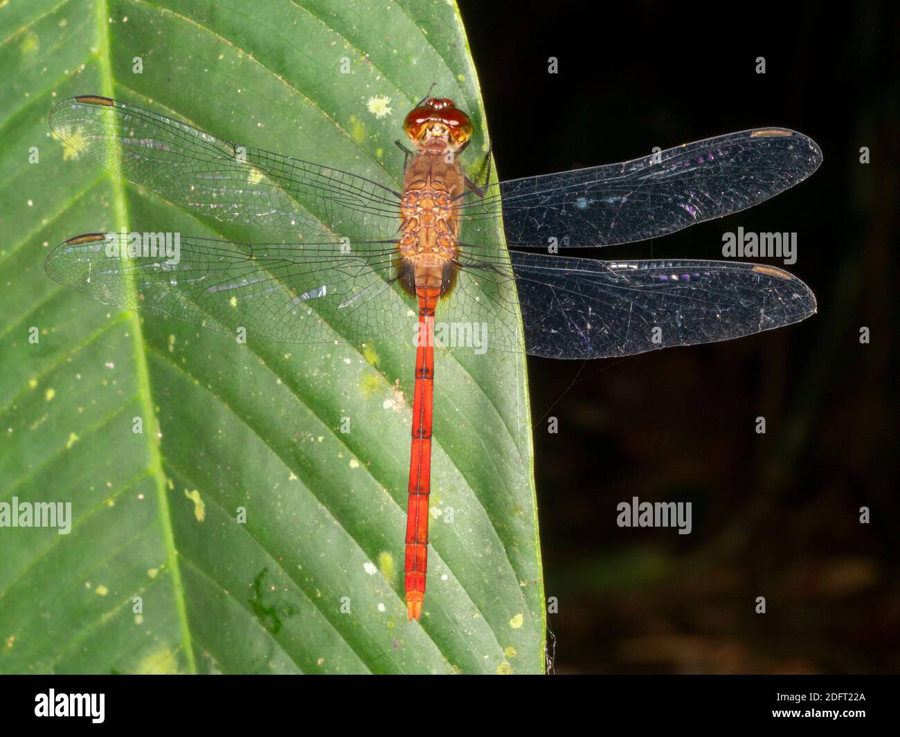 Skimmer Dragonfly (Family Libelluidae) roosting at night in the