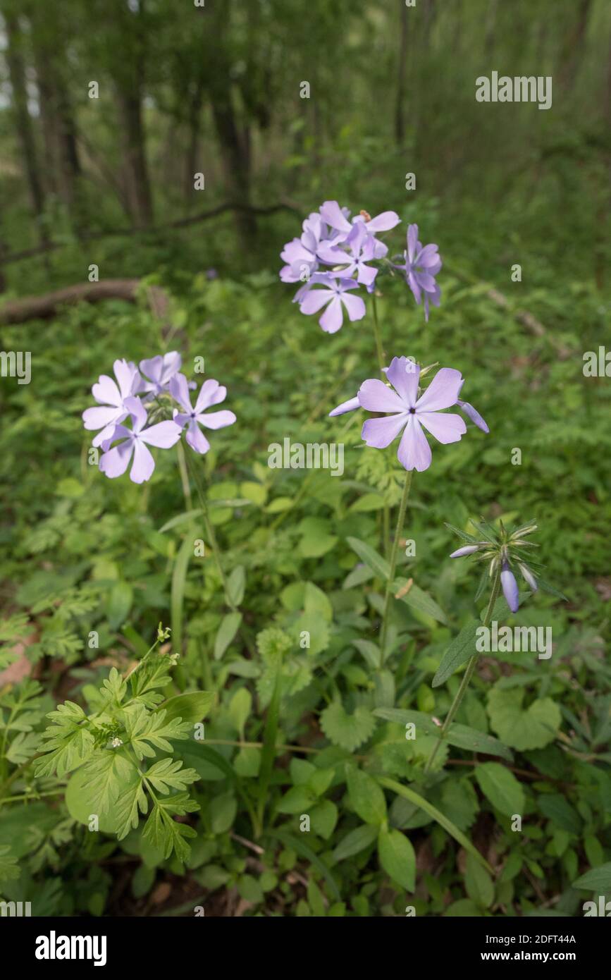 Wild blue phlox blooming at springtime in the forest. Stock Photo