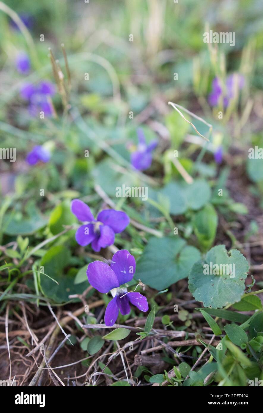 Common blue violet in bloom. Stock Photo