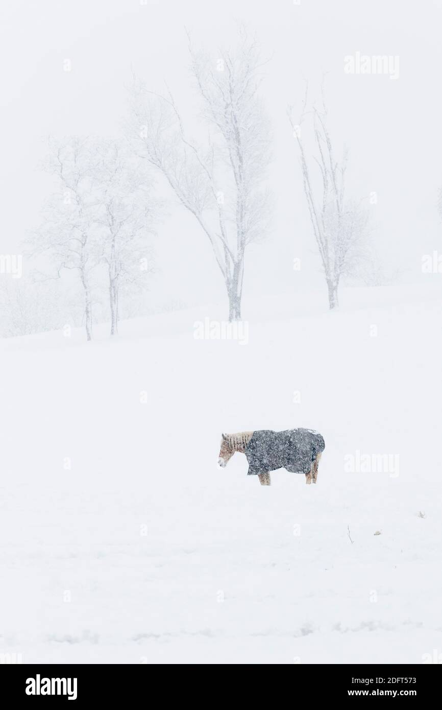 A horse wears a coat in a field during a winter snowstorm. Stock Photo