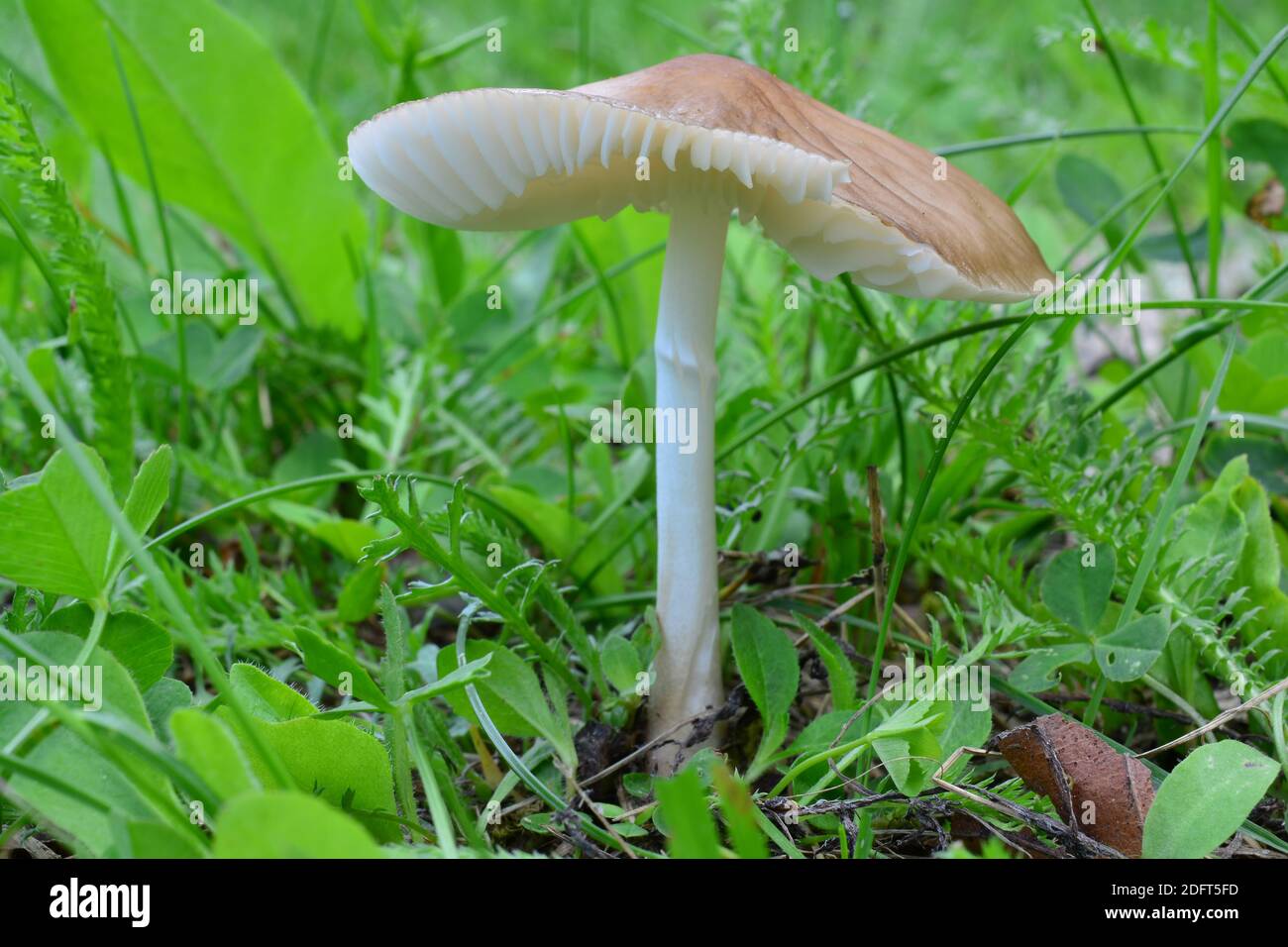 One single specimen of Hygrocybe fornicata or Earthy Waxcap mushroom in natural habitat, mountain meadow, horizontal orientation Stock Photo