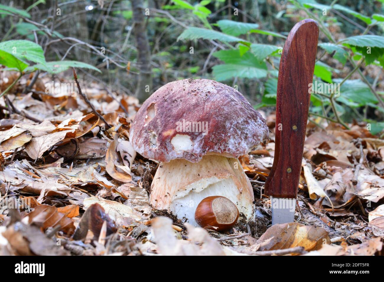 Nice specimen of Boletus pinophilus or Pine bolete, edible, delicious wild mushroom, size compared with hazelnut and knife, horizontal orientation, na Stock Photo