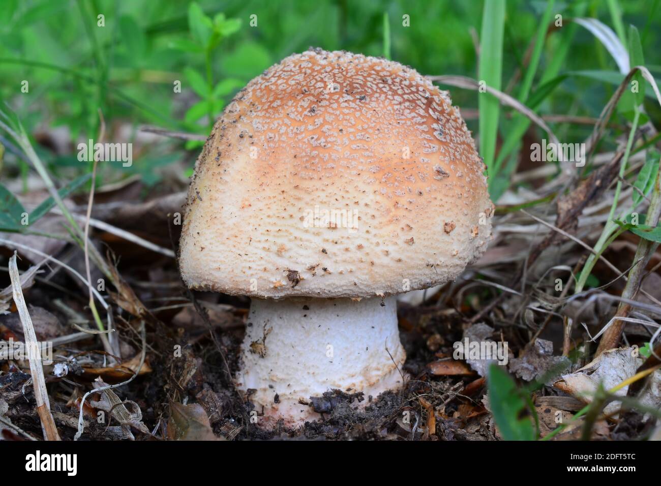 One single specimen of Amanita rubescens or Blusher mushroom in natural habitat, close up view, horizontal orientation Stock Photo