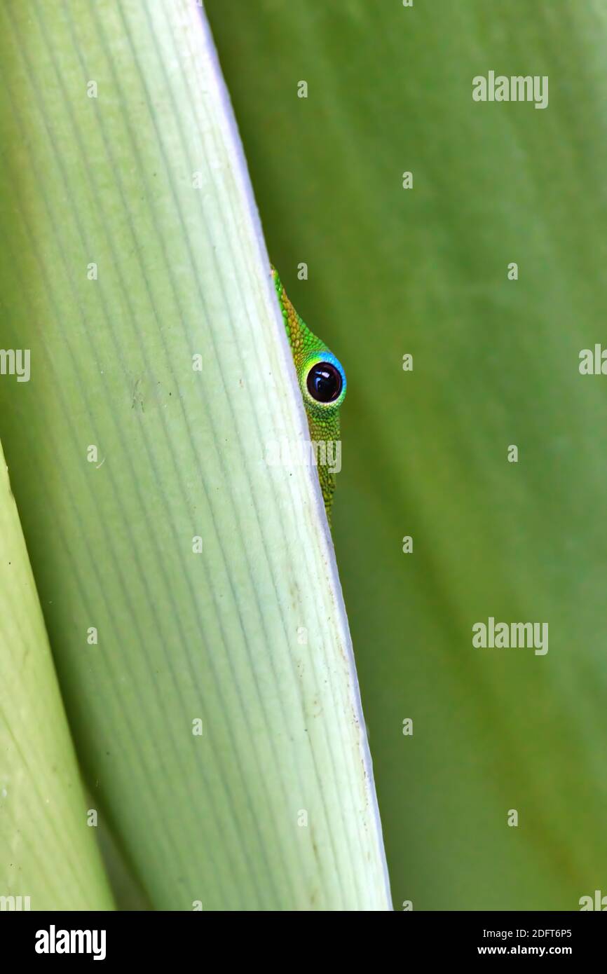 Close-up of a gold dust gecko peeking out from behind a a green plant with a large staring eye. Stock Photo