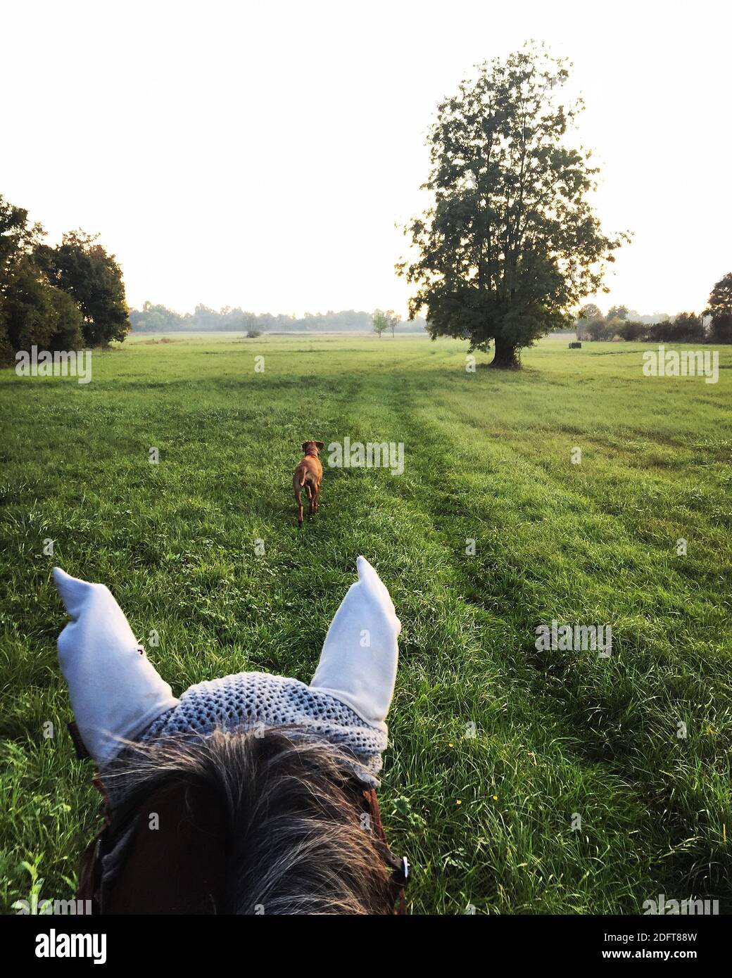 a vertical shot of a brown labrador in a green field seen from behind ...