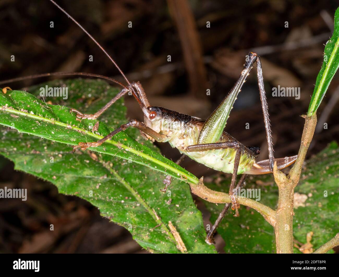Katydid , female with ovoposttor, (Family Tettigoniidae) sitting on leaf at night in the rainforest understory near Puerto Quito in western Ecuador. Stock Photo