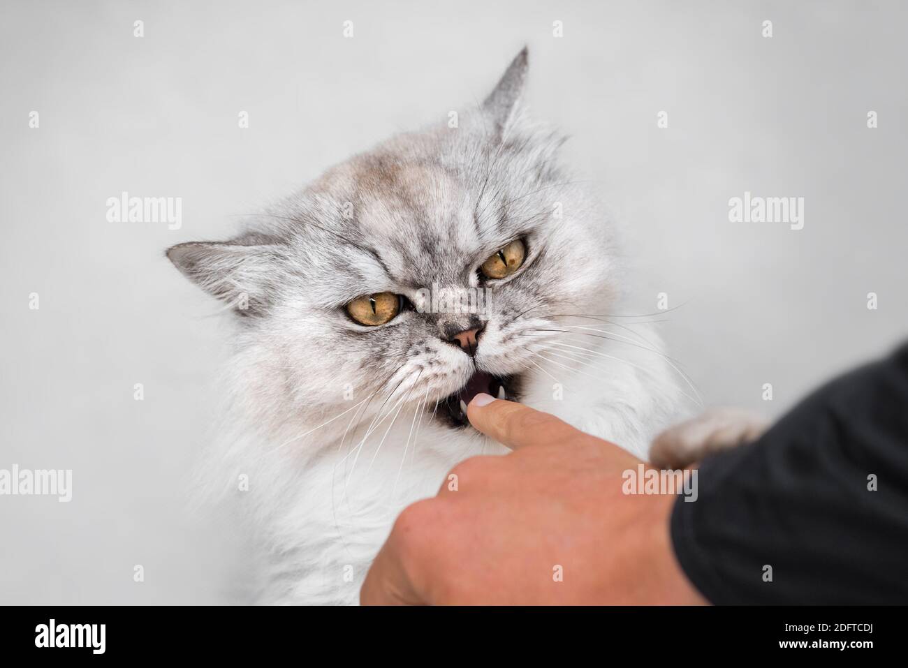 Beautiful playful persian chinchilla fluffy cat biting finger. Playing