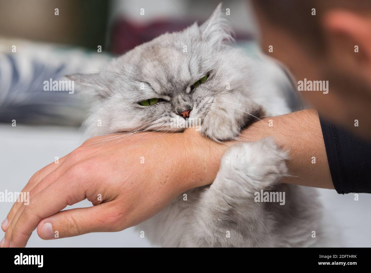 Playful persian fluffy cat biting and scratching hand. Playing with cat