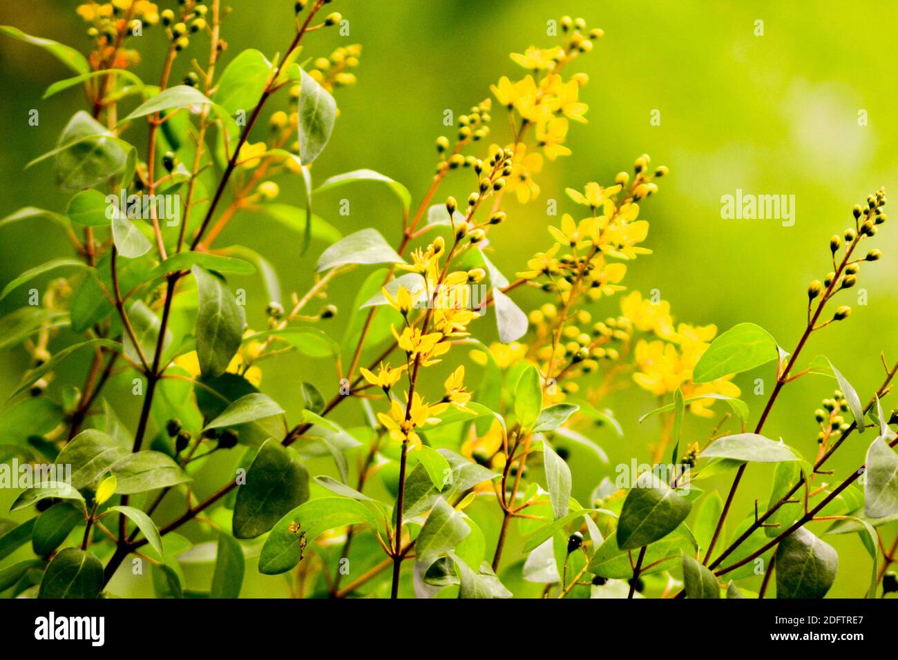 a Yellow Galphimia or Gold Shower flower - Thryallis glauca Kuntze- with sunlight Stock Photo