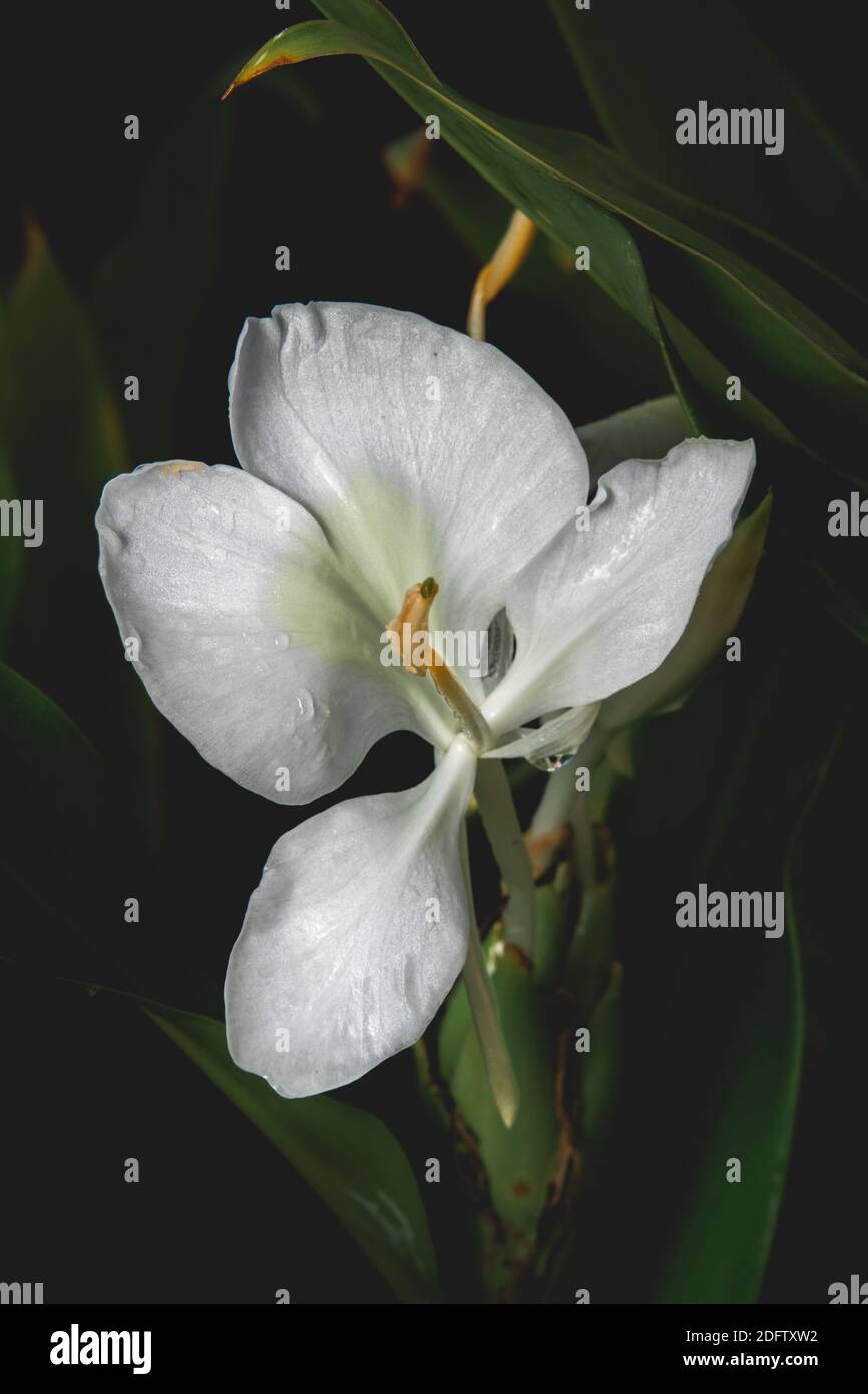 White Garland Lily Stock Photo