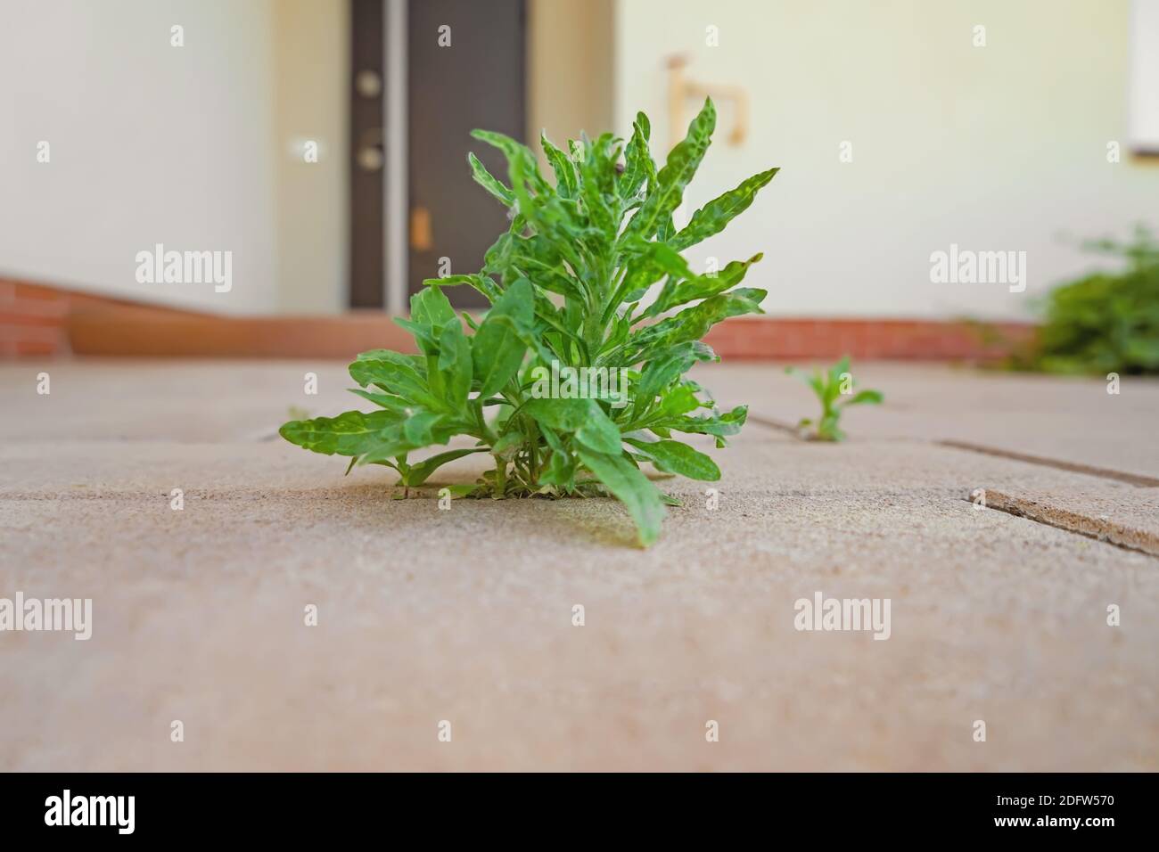 Plant Growing Through Pavement Closeup Stock Photo Alamy