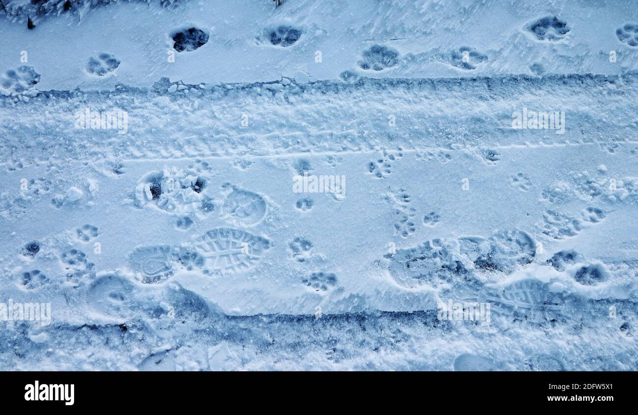 Traces of people, dogs, cats and cars in the snow Stock Photo - Alamy