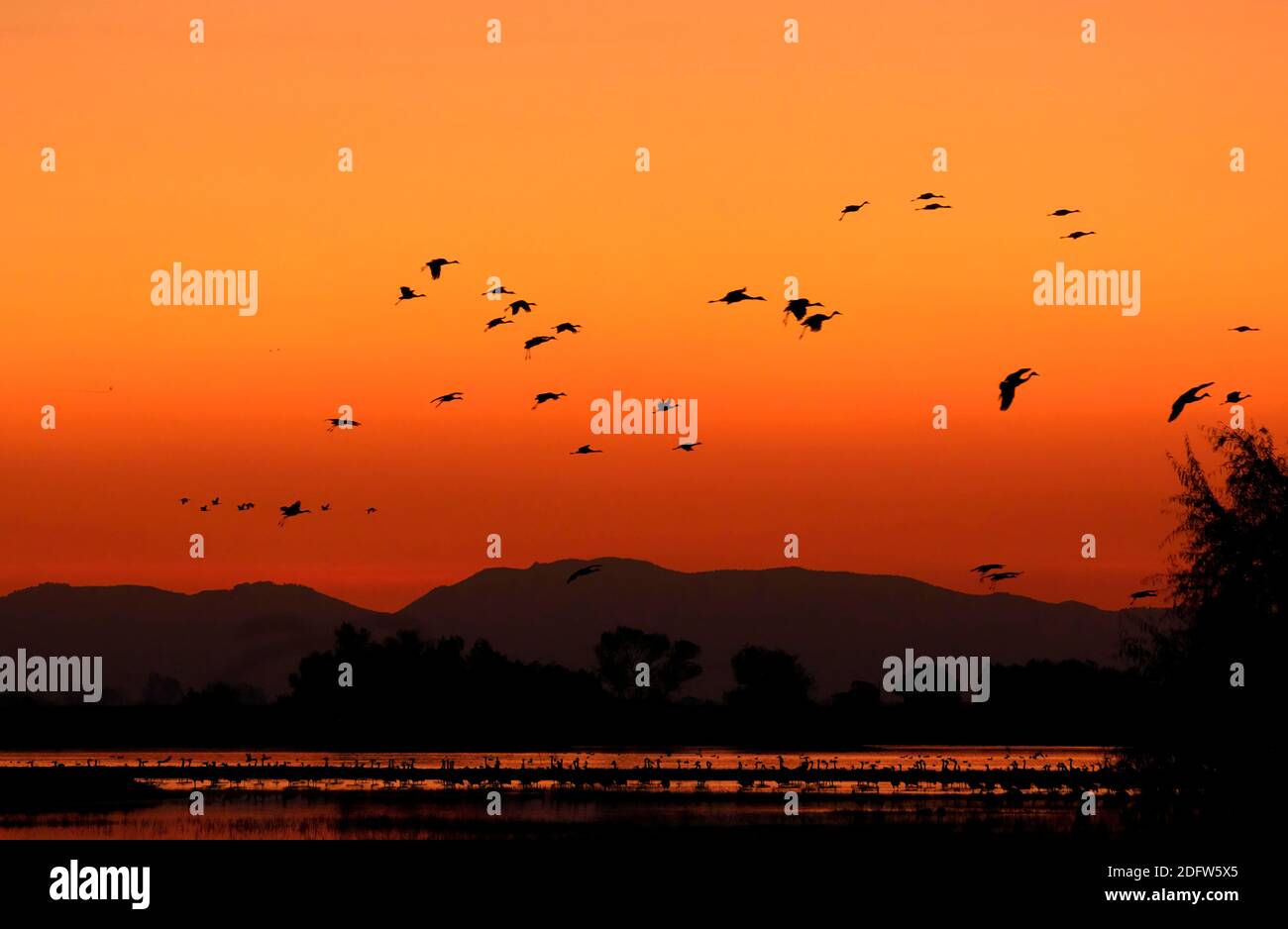 Sandhill cranes (Grus canadensis) in flight sunset, Merced National ...