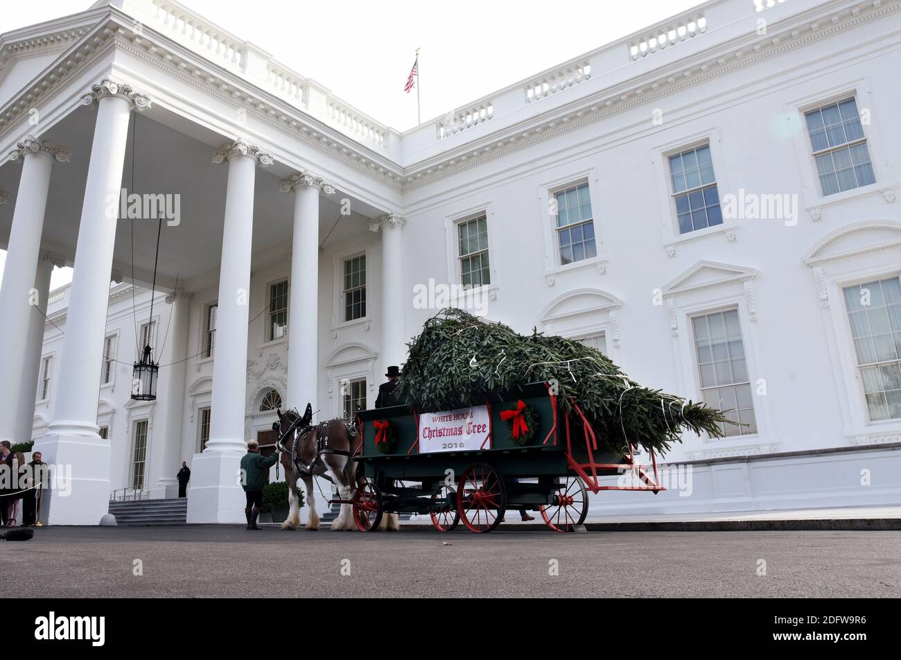 The Fraser Fir that will serve as the official White House Christmas