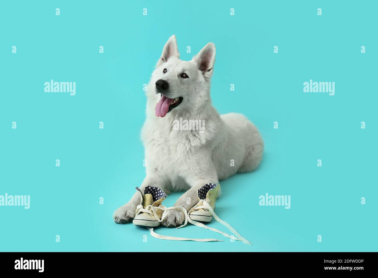 Funny naughty dog with shoes on color background Stock Photo Alamy