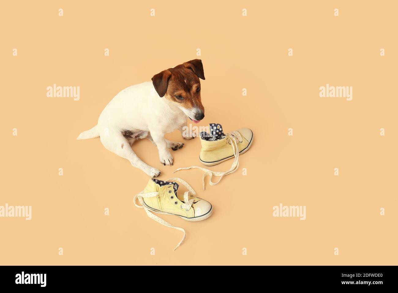 Funny naughty dog with shoes on color background Stock Photo Alamy