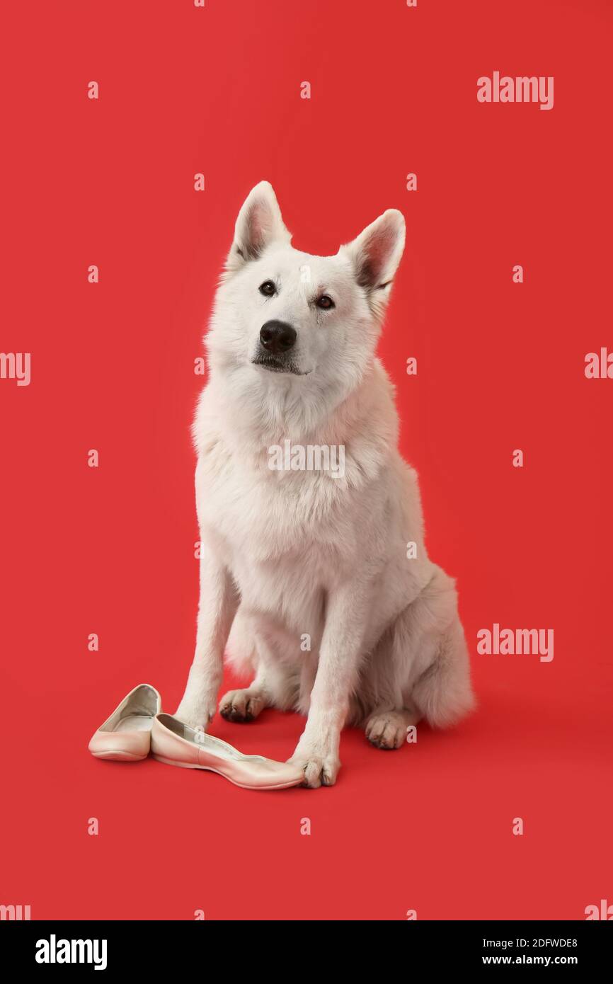 Funny naughty dog with shoes on color background Stock Photo Alamy