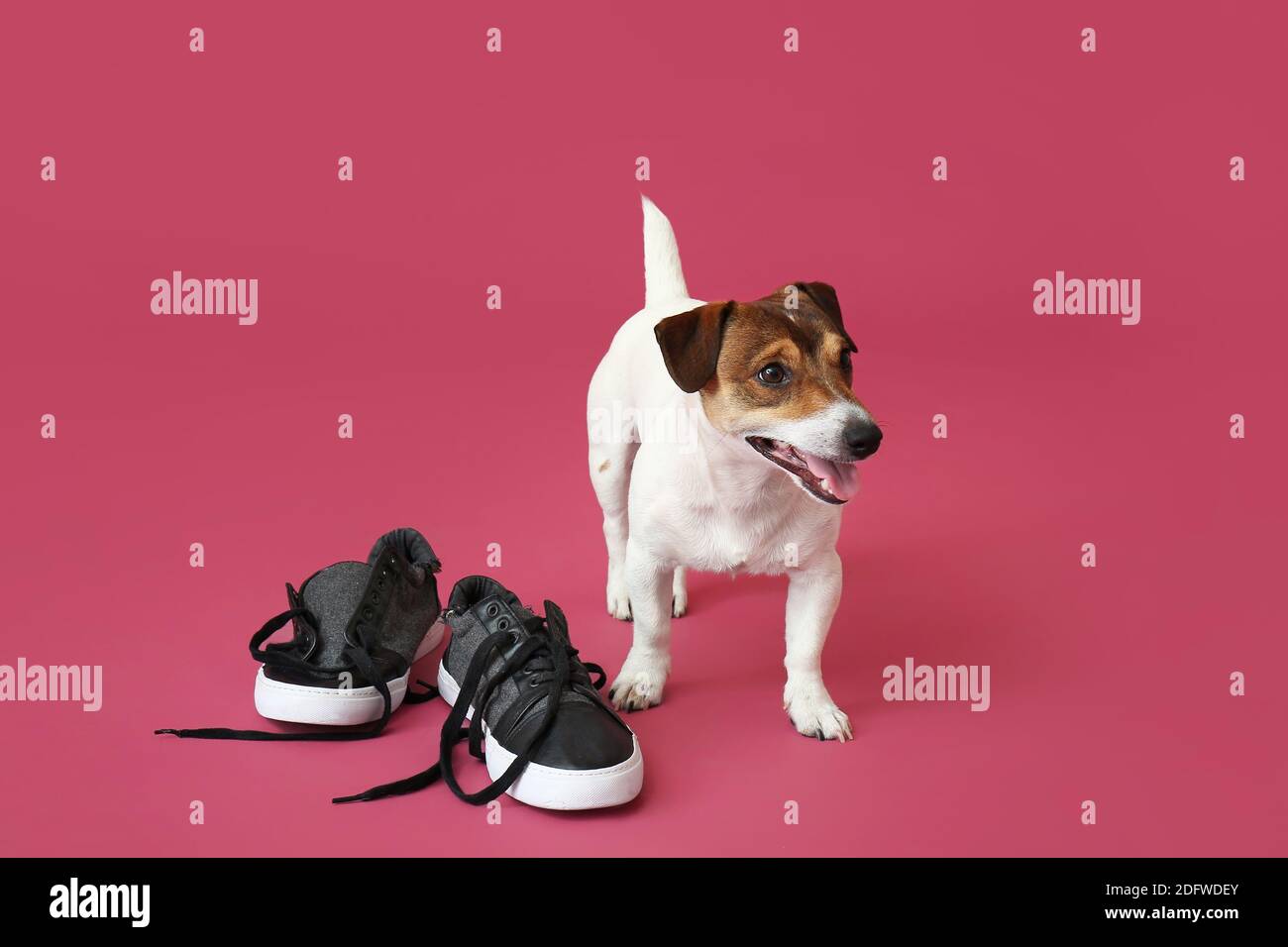 Funny naughty dog with shoes on color background Stock Photo Alamy