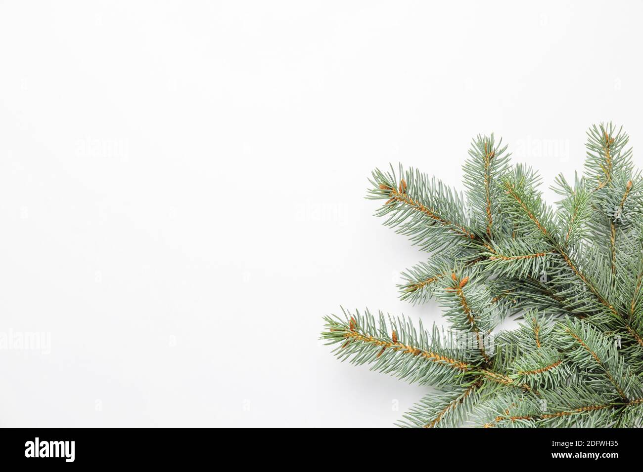 Christmas tree branches on white background Stock Photo - Alamy