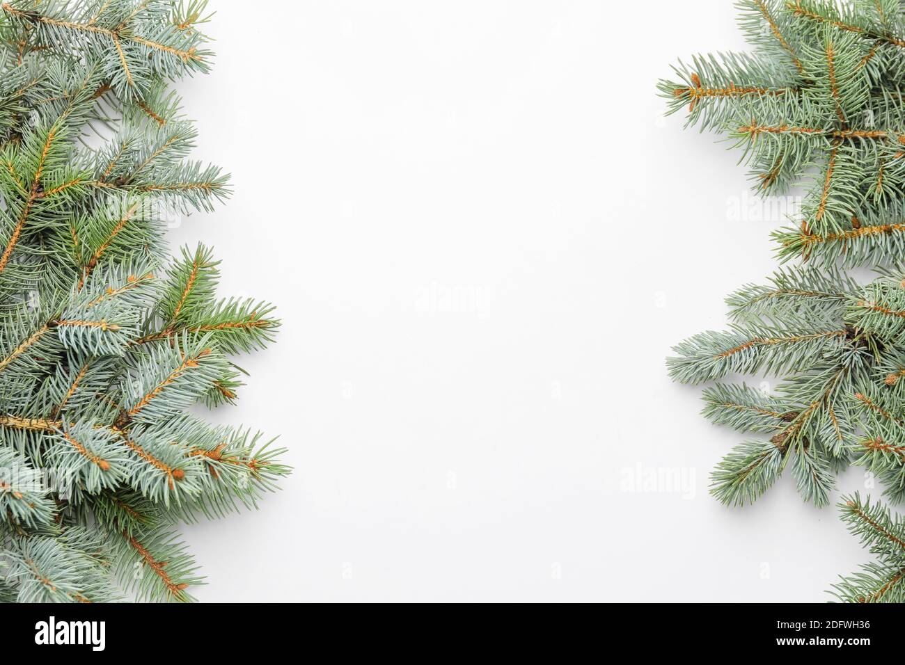 Christmas tree branches on white background Stock Photo - Alamy