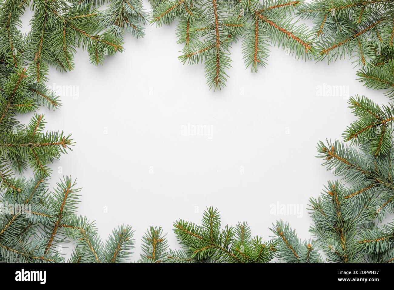 Frame made of Christmas tree branches on white background Stock Photo ...