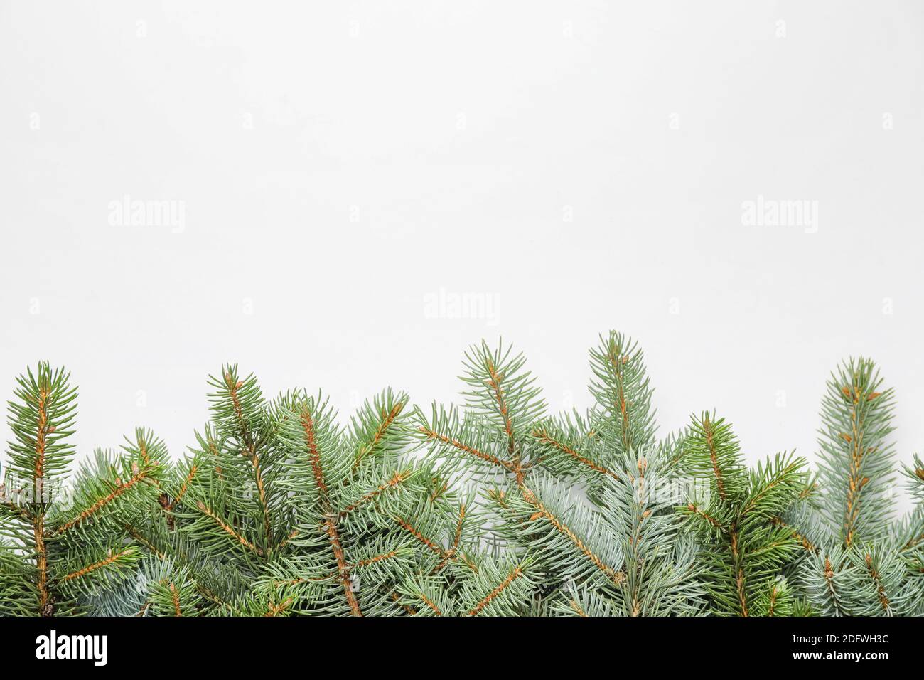 Christmas tree branches on white background Stock Photo - Alamy