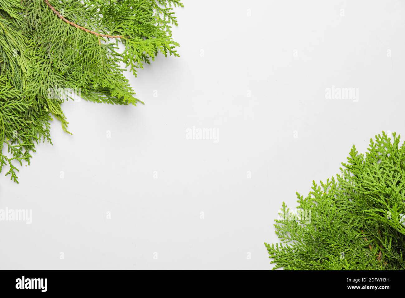 Christmas tree branches on white background Stock Photo - Alamy