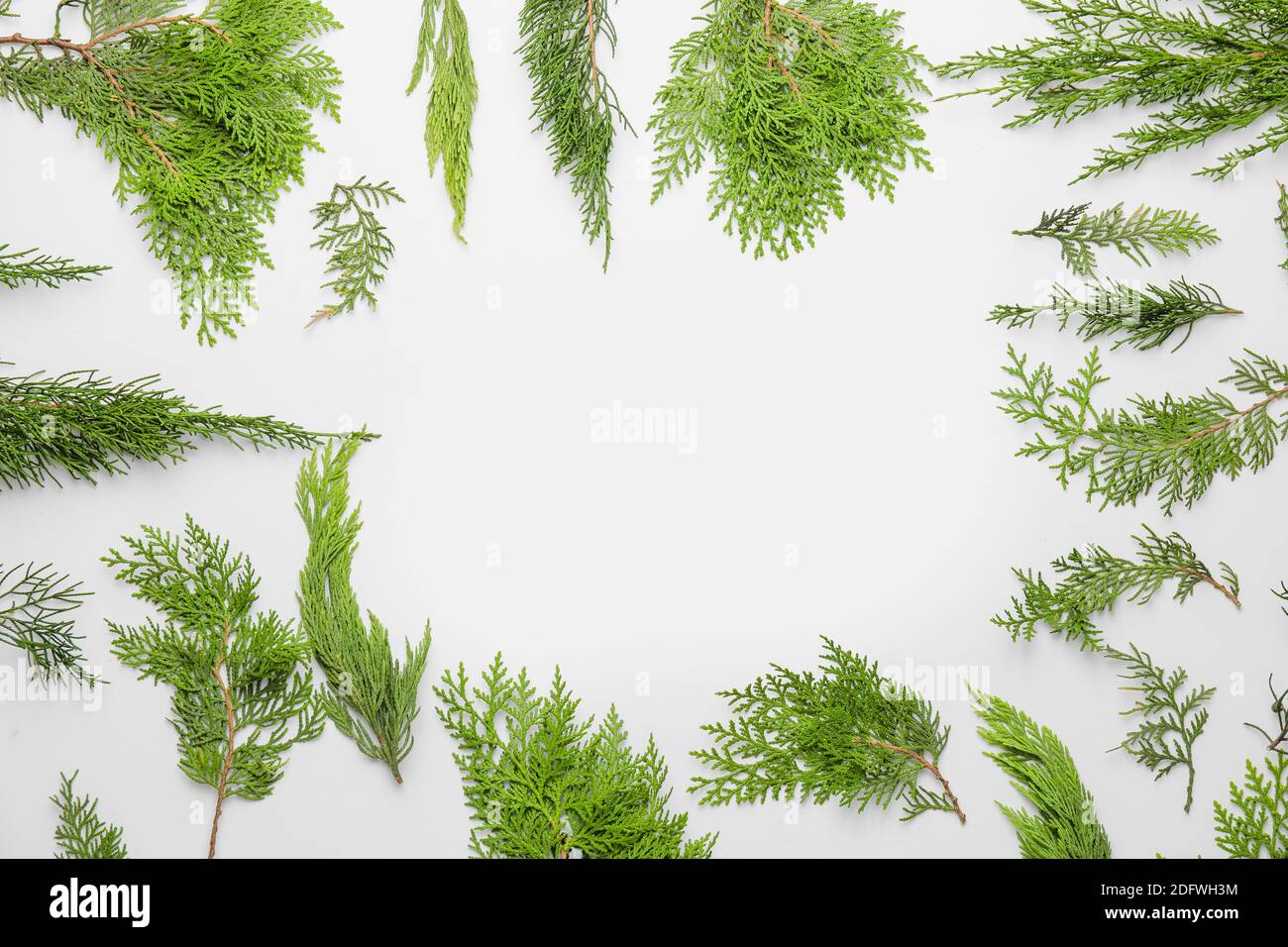 Frame made of Christmas tree branches on white background Stock Photo ...