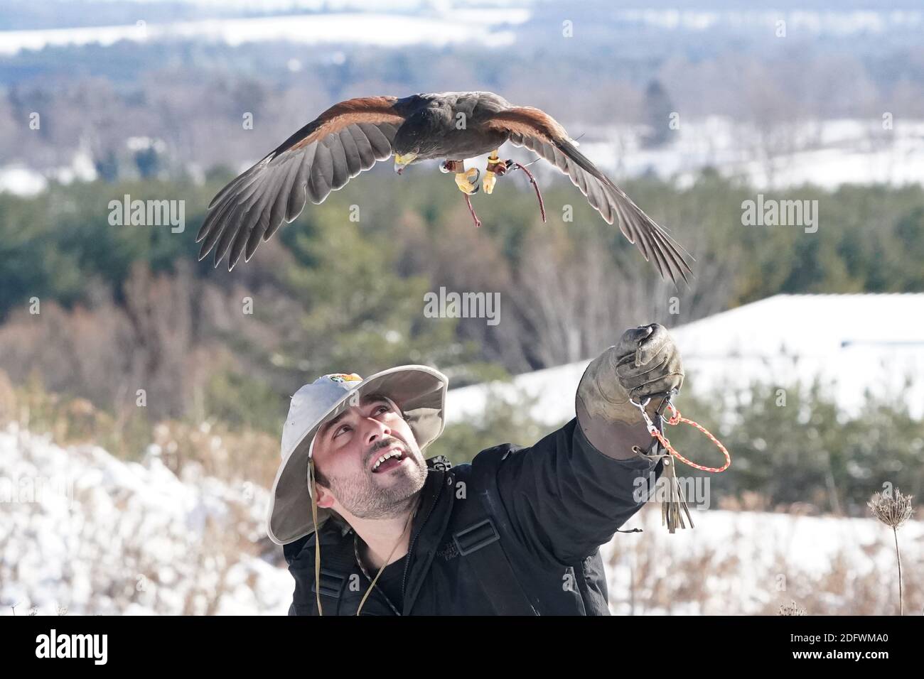 Harris Hawk trained in falconry Stock Photo Alamy