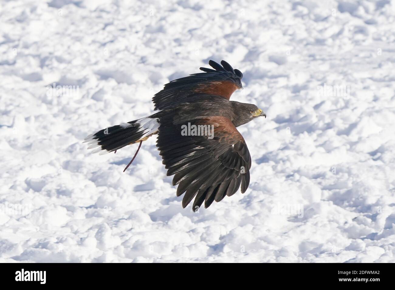 Harris Hawk trained in falconry Stock Photo