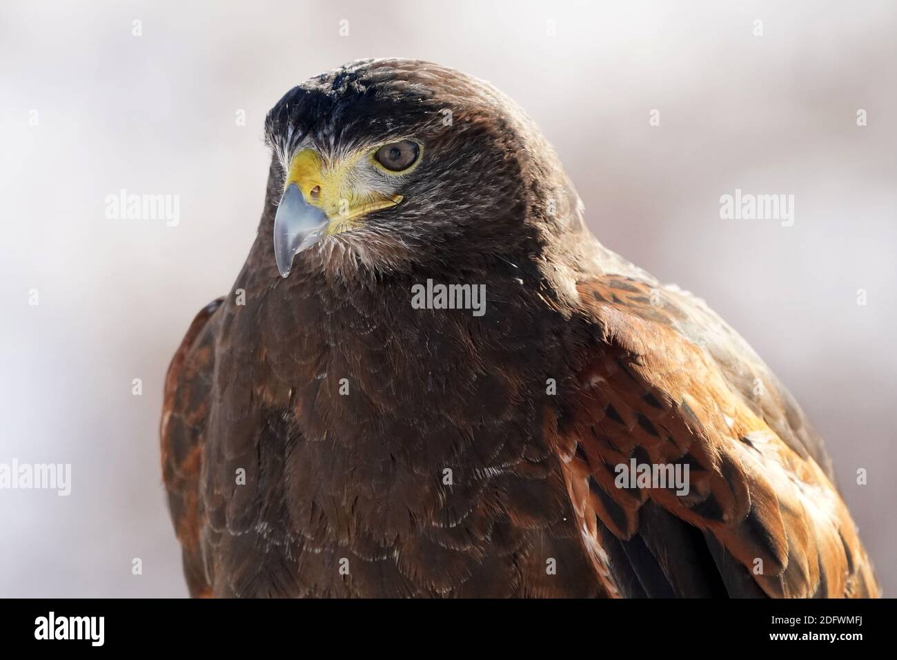 Harris Hawk trained in falconry Stock Photo